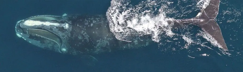 deepsense.io’s Data Scientists Help to Save Endangered Right Whales with Deep Learning