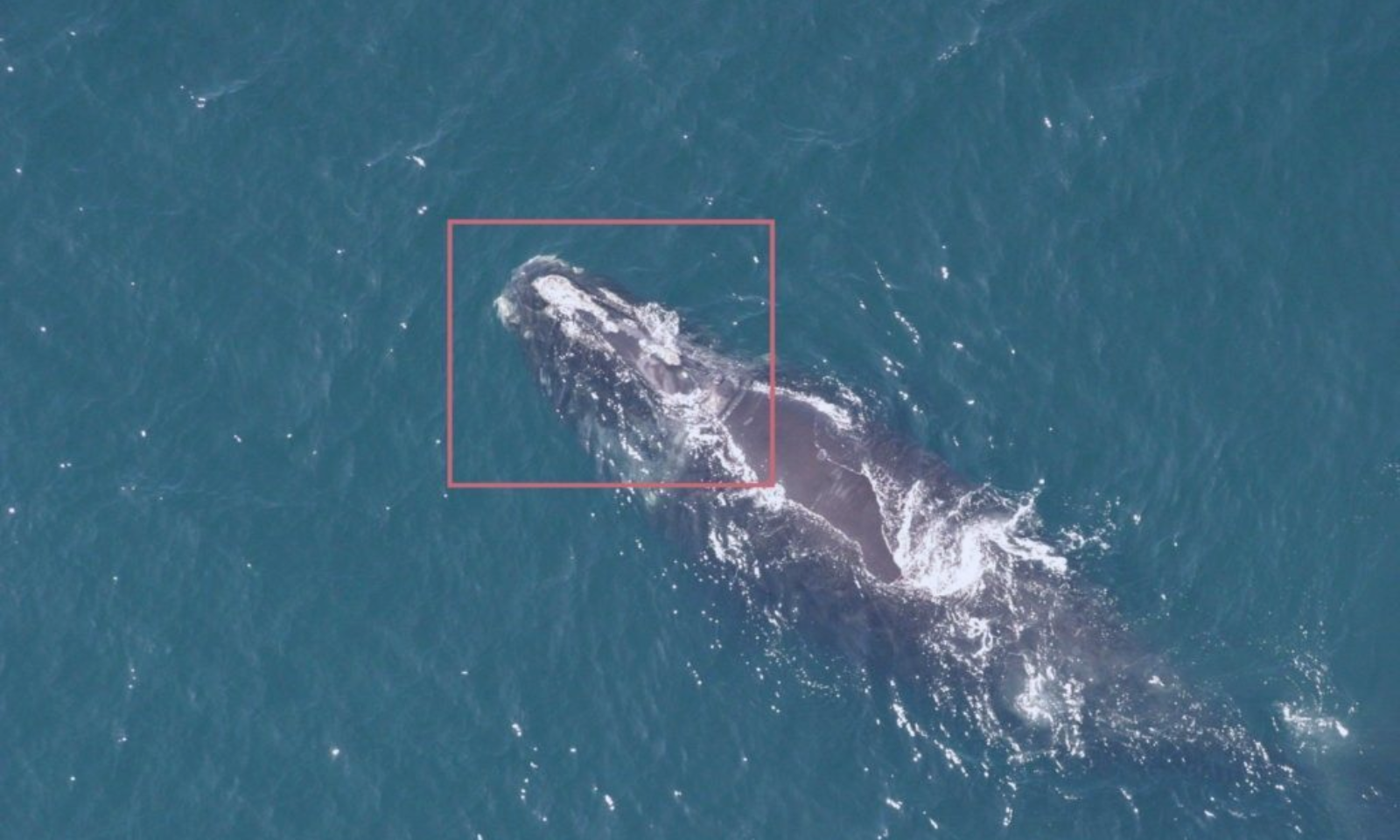 Recognizing Wildlife in Aerial Imagery with 98% Reduction in Image Analysis Time (NOAA)