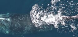 Which whale is it, anyway? Face recognition for right whales using deep learning