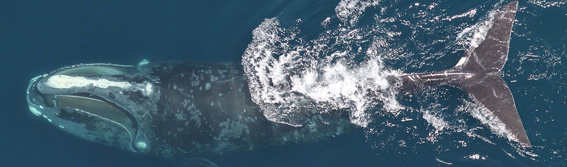 Which whale is it, anyway? Face recognition for right whales using deep learning