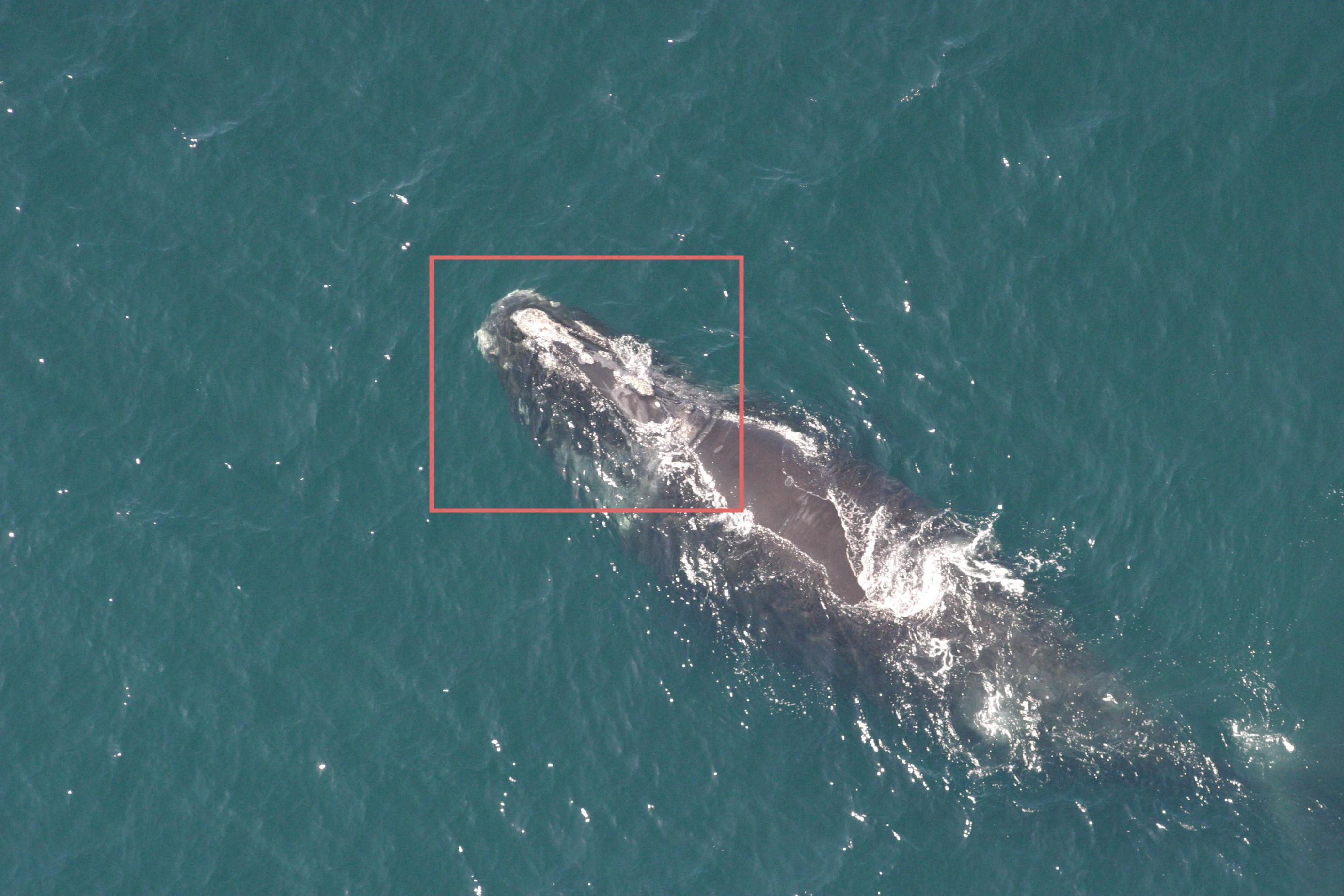 Aerial image of a right whale with its callouses highlighted