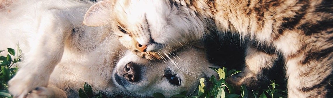 Do cats or dogs live longer?